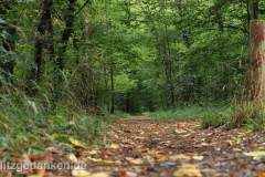 Waldweg II