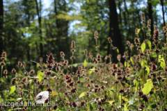 Blumenwiese im Wald