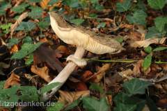 Pilz