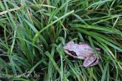 Frosch