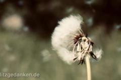 Pusteblume