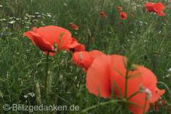 Mohn