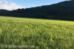 Saftige Wiese in der Sonne