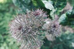 Distel