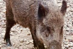 Wildschwein