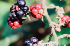 Brombeeren