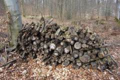 Holzscheite im Wald