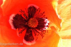 Mohn