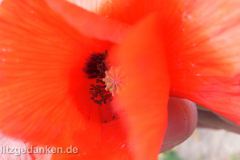 Mohn