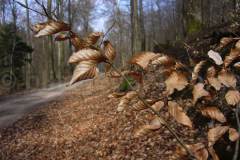 ein Waldweg