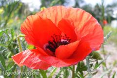 Mohn