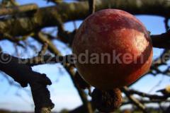 Ein Apfel in der Sonne