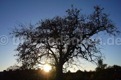 Baum im Sonnenuntergang