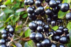 Schwarze Beeren