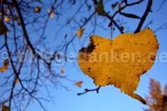 Blatt vor dem Fall