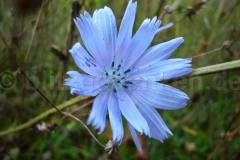 blaue_blume