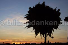 Sonnenblume am Abend