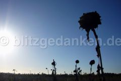 Sonnenblumenfeld im Herbst