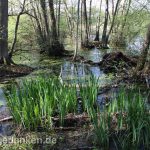 Moorlandschaft